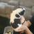 Pug mix puppies 4 thumbnail