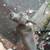 puppy 2 thumbnail
