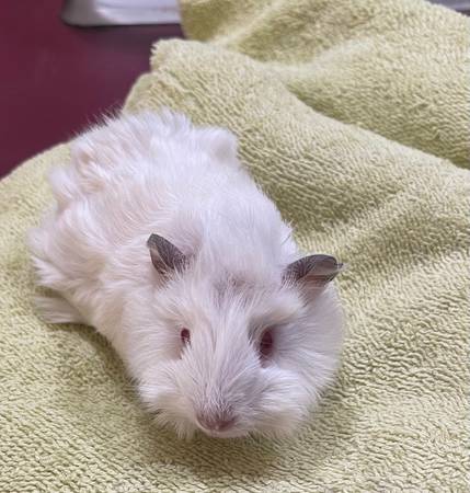 GUINEA PIG FREE527917367218688002