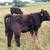 Steers & Heifers 5 thumbnail