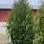 5-6 ' Privacy Hedge Arborvitae Free Install Green Giant, Dark American 2 thumbnail