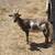 Nigerian dwarf goats (OBO) 5 thumbnail