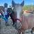Bred mini mare- Christmas pony 15 thumbnail