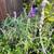 Fruit trees all kinds and sizes landscape bushes plants 1 thumbnail