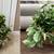 Two large silk greenery planters-$25 each or 2 for $40 1 thumbnail