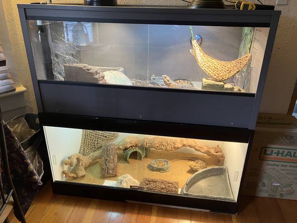 Two older male bearded dragons need a new home (rehoming fee) (Southeast PDX)