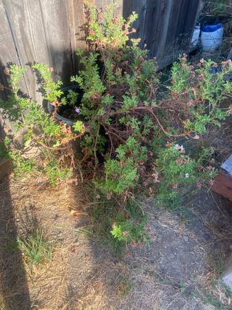 Large Geranium plants - essential oil species 15 gal (3) 1