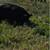 Kunekune pigs 1 thumbnail