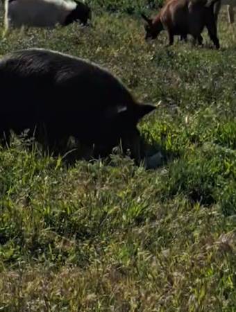 Kunekune pigs 1