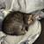 tabby kitten 3 thumbnail