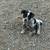 Working cow pups 2 thumbnail