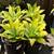Gardening, landscaping services 4 thumbnail
