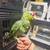 parrot red lore amazon cachete amarillo 4 thumbnail