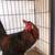 Bantam breed rooster 2 thumbnail