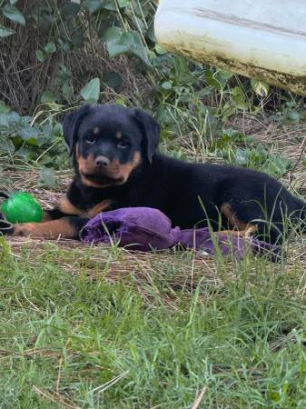 Rehoming rottweilers (alamo square / nopa)64682819442691123