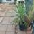 Lovely potted yucca gloriosa 2 thumbnail