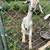 Kiko goats 2 thumbnail