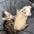 Highland lynx kittens 7 thumbnail