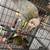 Pineapple Conure 4 thumbnail