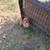 Chihuahua 5 thumbnail