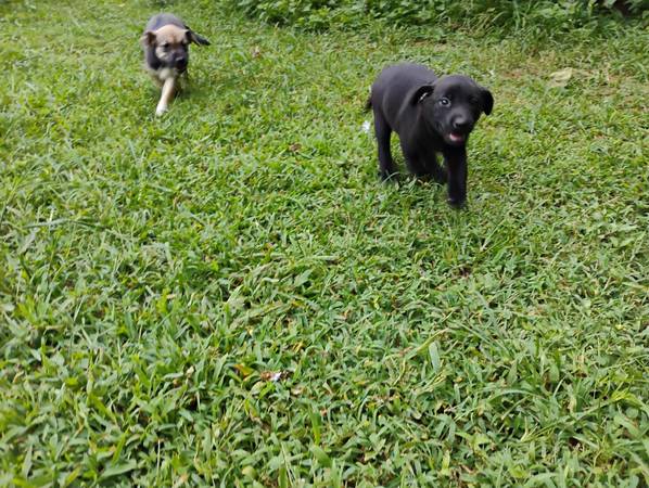 Puppies (Franklin KY)63897668483459124