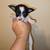 Chihuahua/Shihtzu mix pup 1 thumbnail