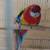 Rosella 3 thumbnail