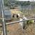 Tennessee Fainting Female Goat 22 thumbnail