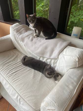 Buscando cuidador de gatos ocasional (Lyme)63843456161539120