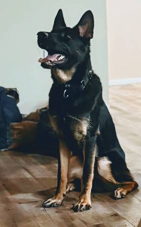 Puppy Needs Home (Lynnwood)64666876901249120