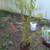 APRICOT , PEACH TREES 4 thumbnail