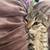 3 month old kitten 2 thumbnail