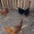 Chickens 1 thumbnail