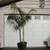 Cuban Royal palms ///// Roystonea regia 7 thumbnail