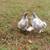 Splash Cochin Bantam pair 2 thumbnail