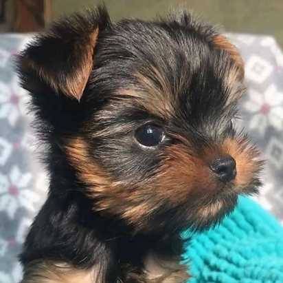 Yorkie puppy-Rehoming fee (310 359 88FIVE1)63882831746689121