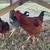 2 Hens/ 2 Roosters 2 thumbnail