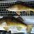 2 perch taxidermy 1 thumbnail