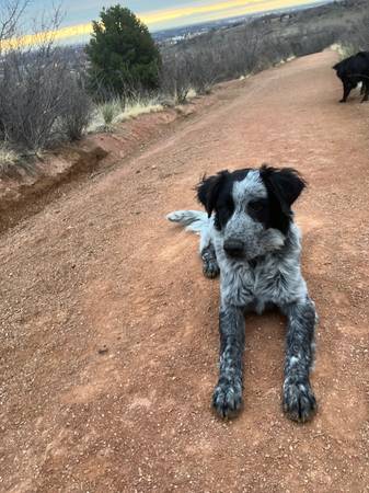 Heeler Mix63920763246979120