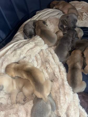 South African Mastiff Puppies (Vallejo)63696507724035121
