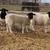 How do you know a doe will stand still for milking? Élida, Dorper ewe lambs, Do 2 thumbnail