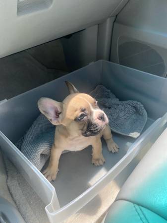 Frenchie french bulldog (Katy)63859317573891123