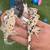 Ink Spot Crested Gecko 3 thumbnail