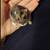 Tiny small hamster breed!  Docile and friendly! 2 thumbnail