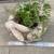Various succulents in a cute resin rabbit planter 4 thumbnail