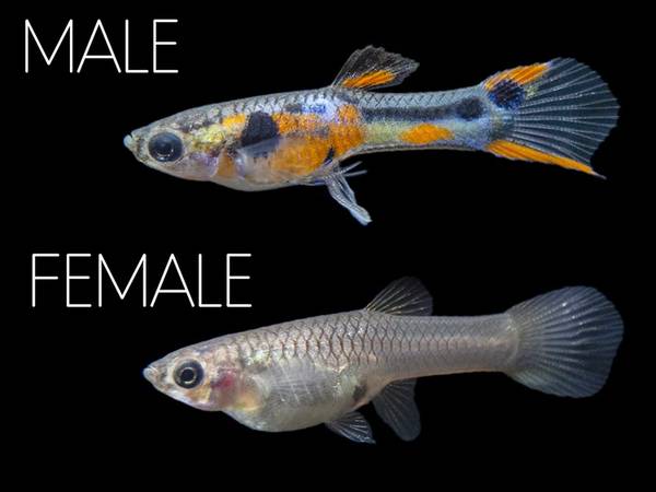 Trio of Endlers livebearers (wild type)63871121466755120