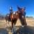 Senior retired pinto roping horse gelding up for adoption 8 thumbnail