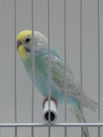 Beautiful pastel budgie parakeets 1