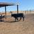 black angus bull for sale toro de venta 3 thumbnail