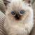 Adorable FluffyKitten 1 thumbnail